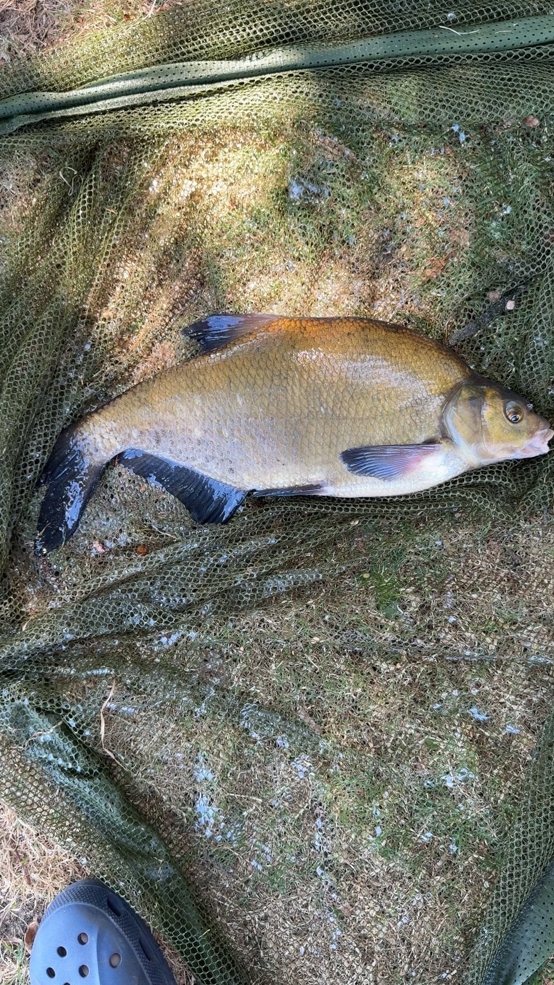 Carp caught by patch