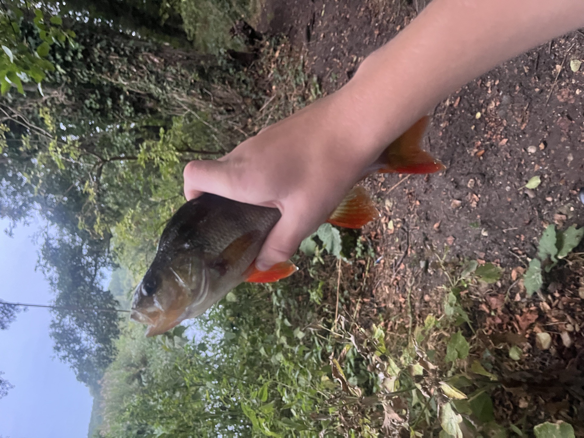 Perch caught by mag17358
