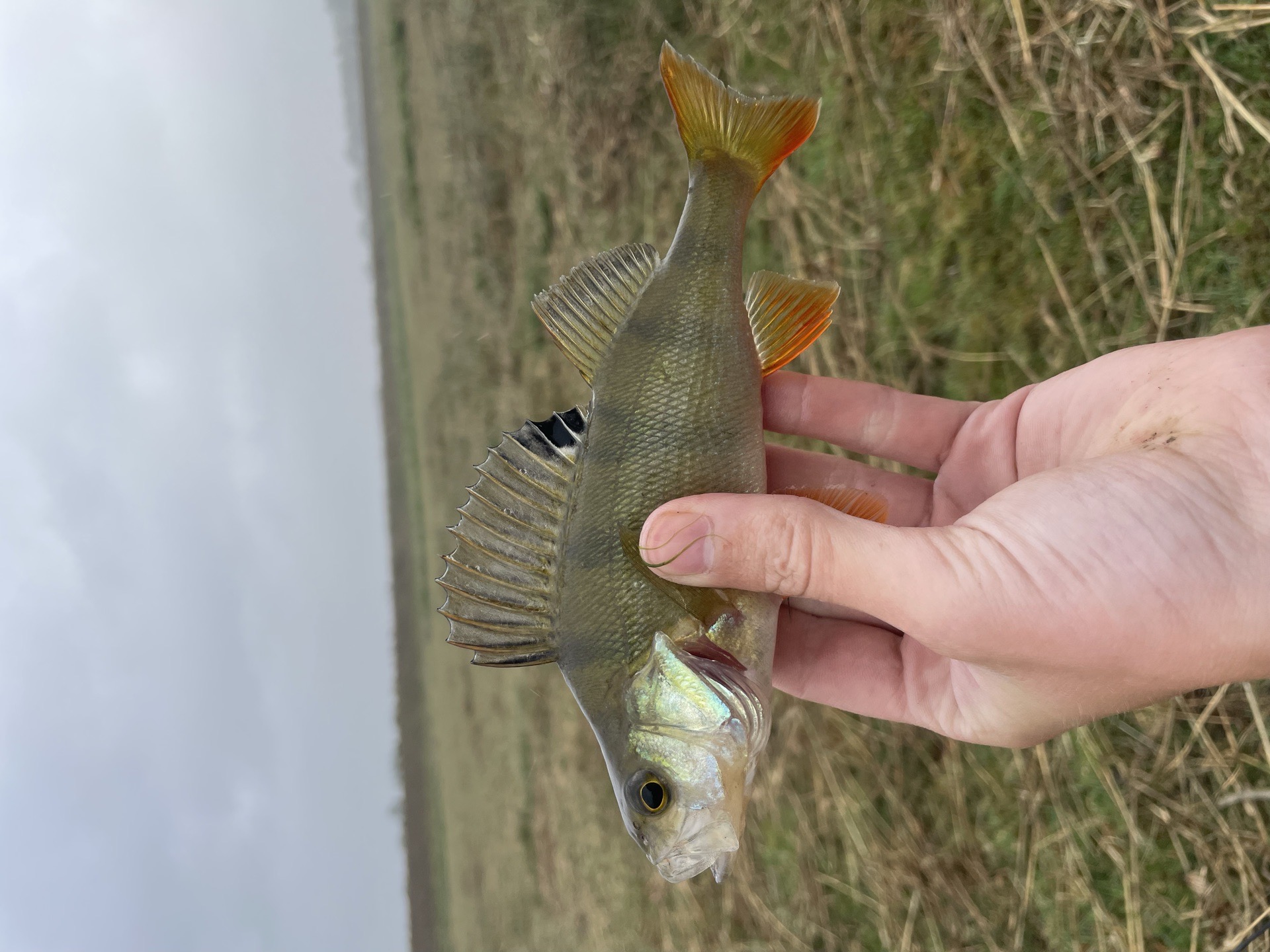 Perch caught by craig_david