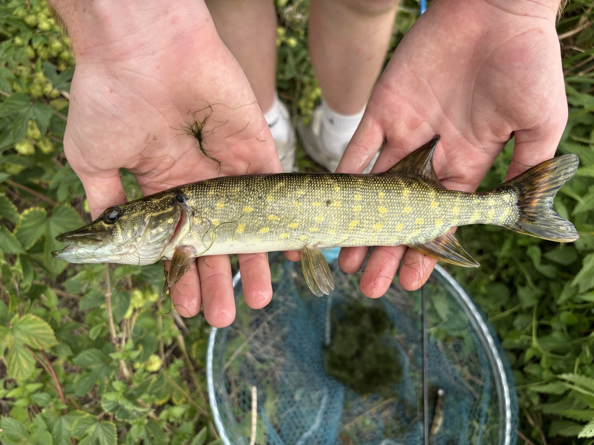 jack Pike caught by copperhead