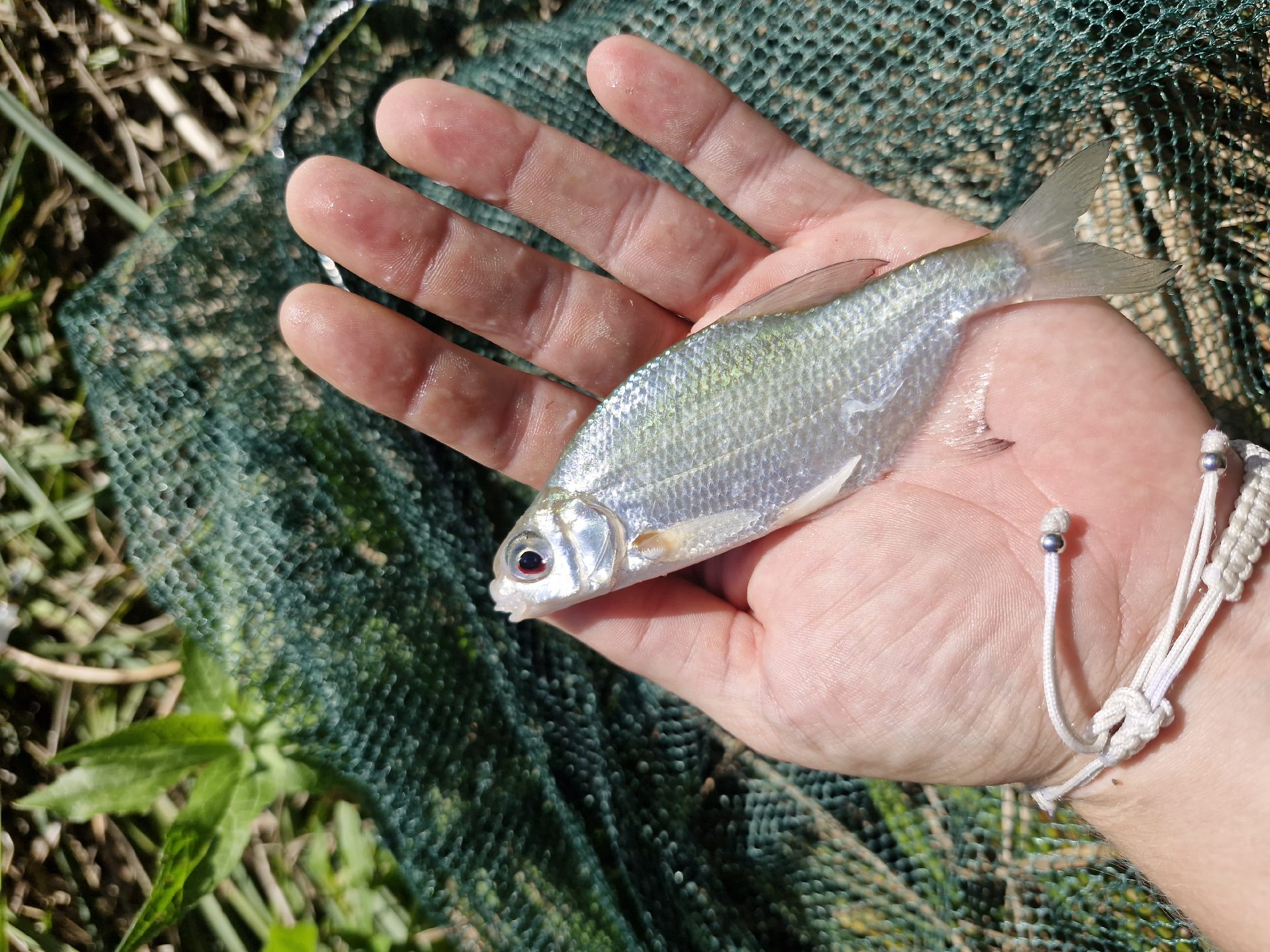 Common bream caught by francesca25