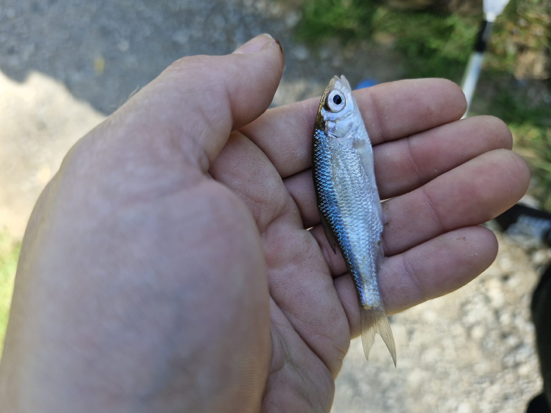 Roach caught by francesca25