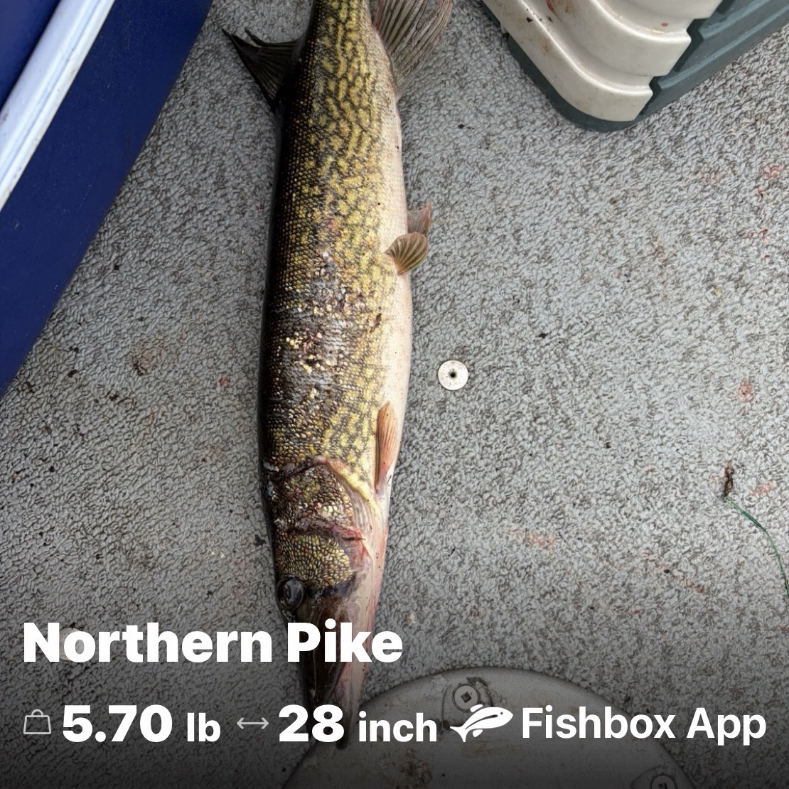 Pike caught by bigdog