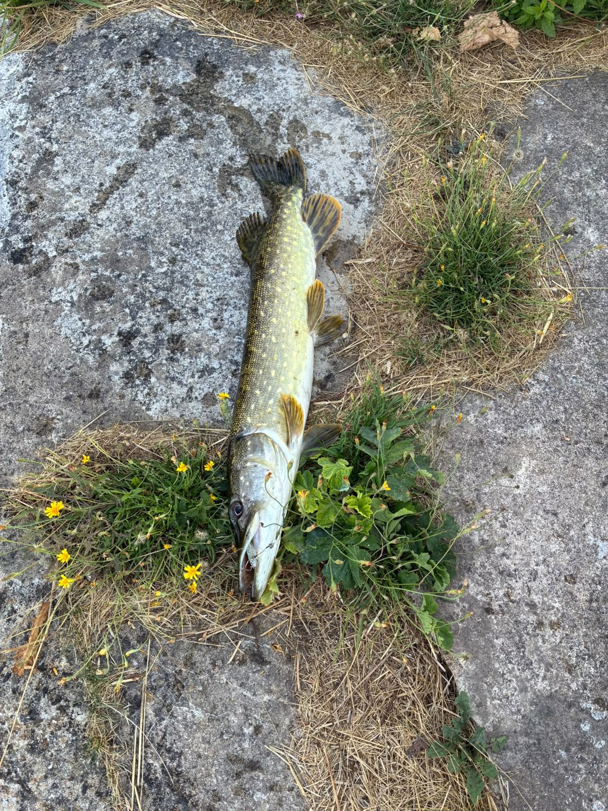 Pike caught by tomuzhar