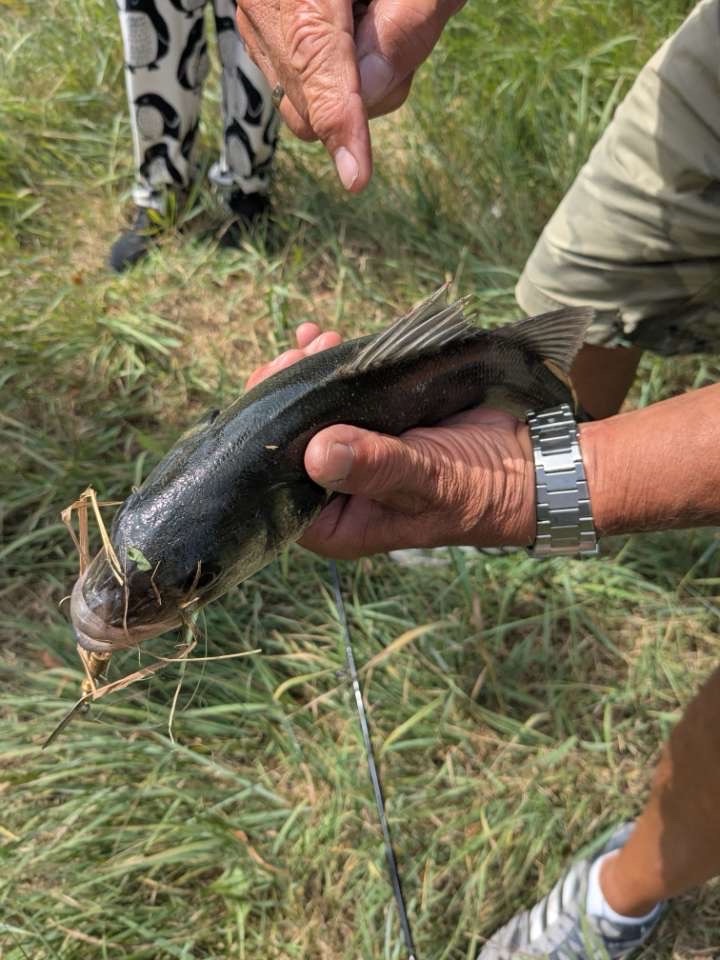 Sea Bass caught by snagmaster