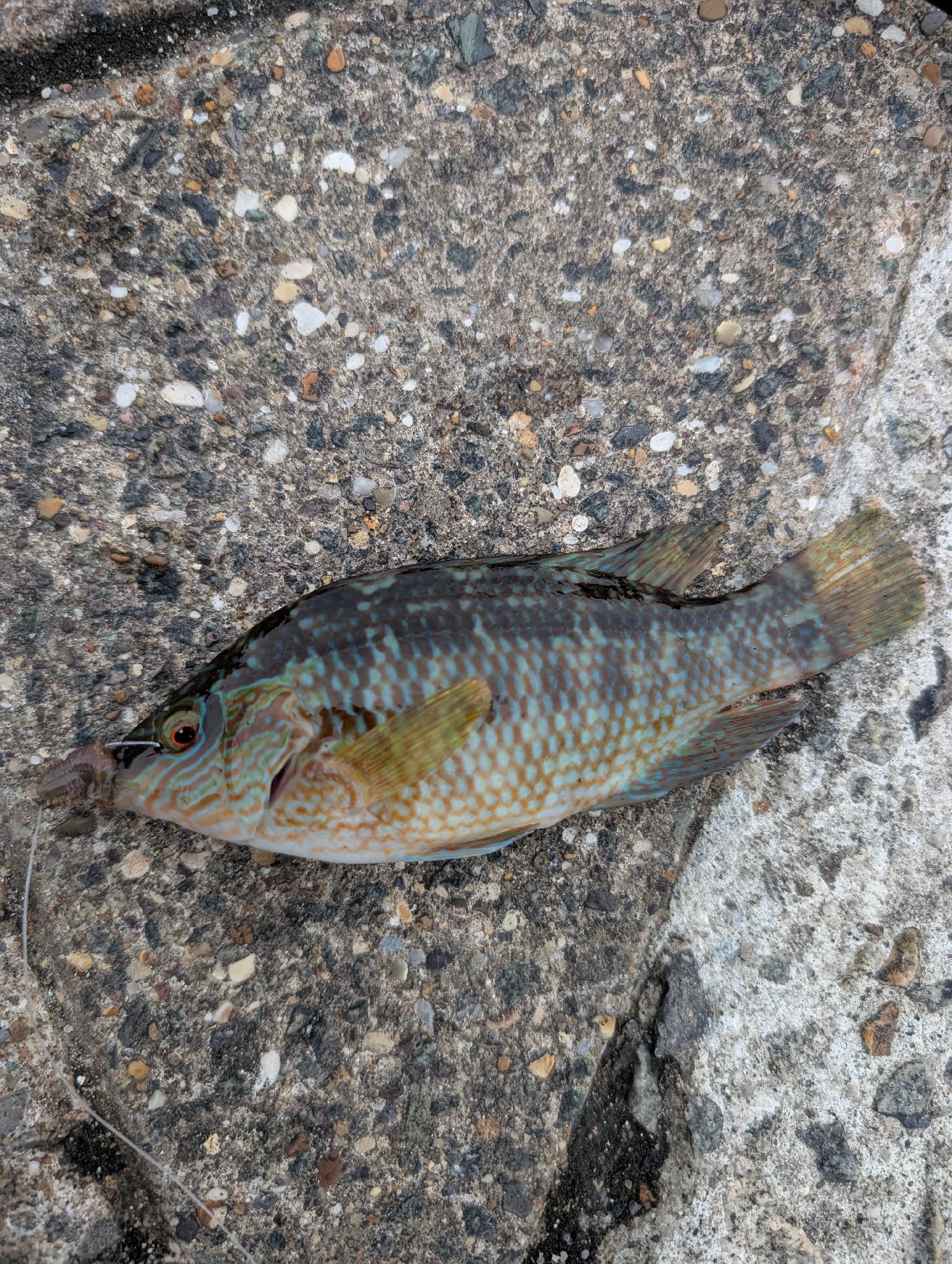 Corkwing wrasse caught by Zamzam