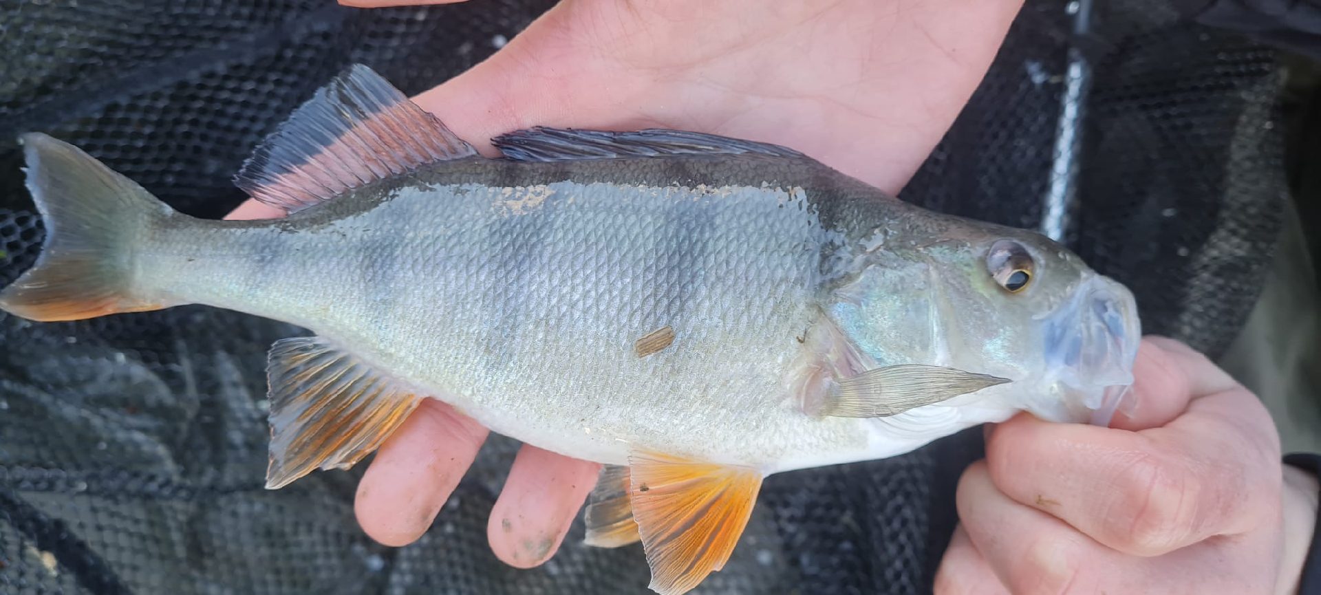 Perch caught by oliver