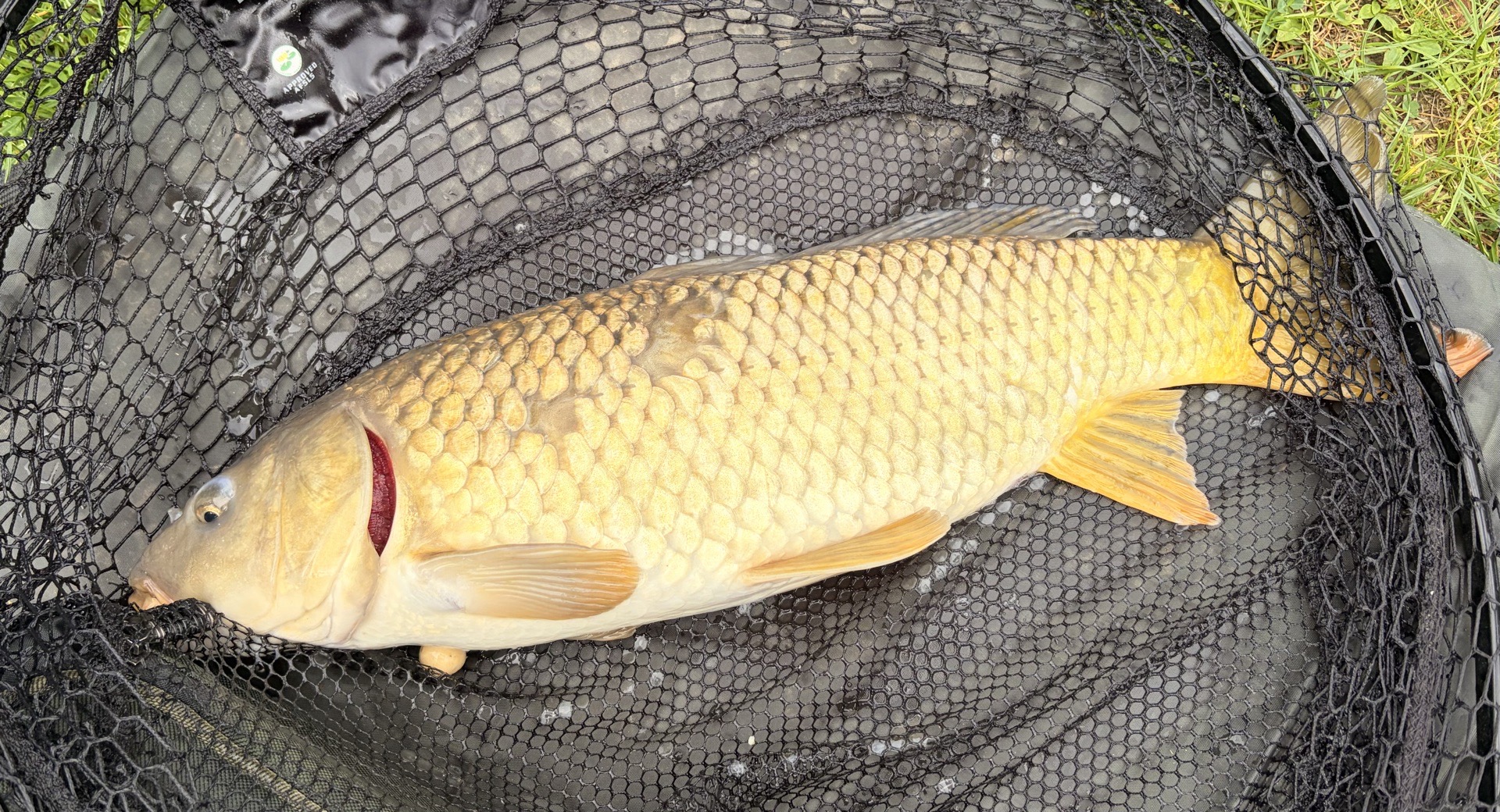 Carp caught by lmerry