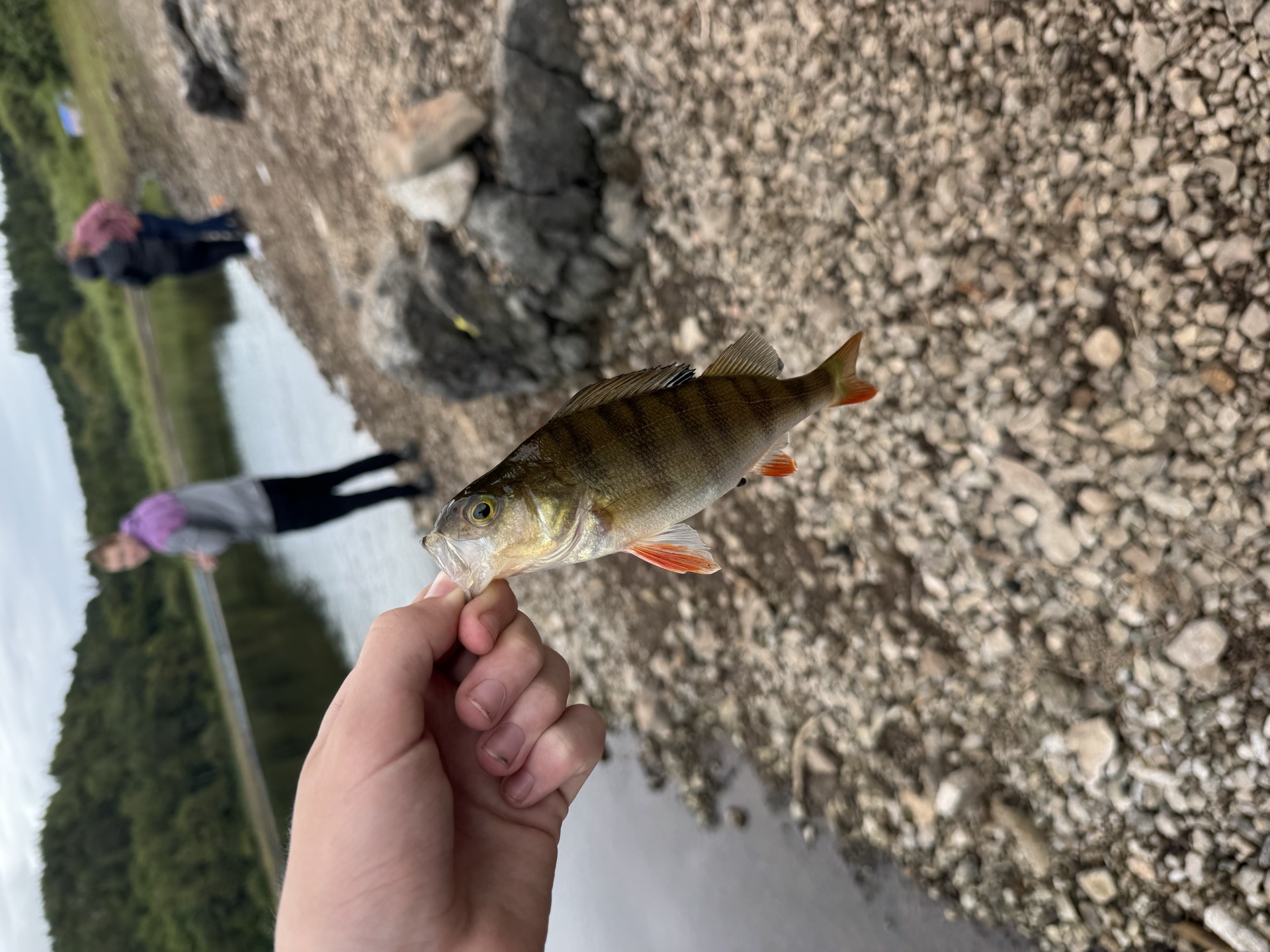Perch caught by unseencasimir