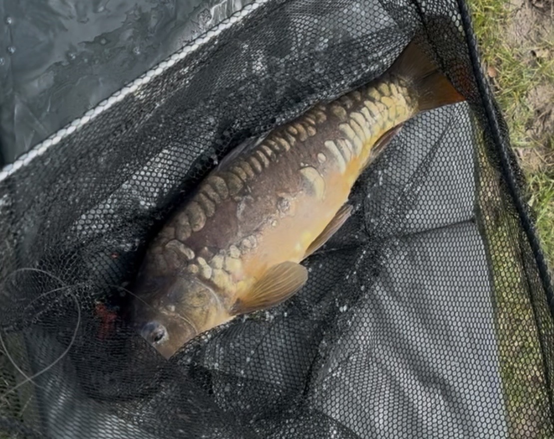 Mirror Carp caught by chriswatts85