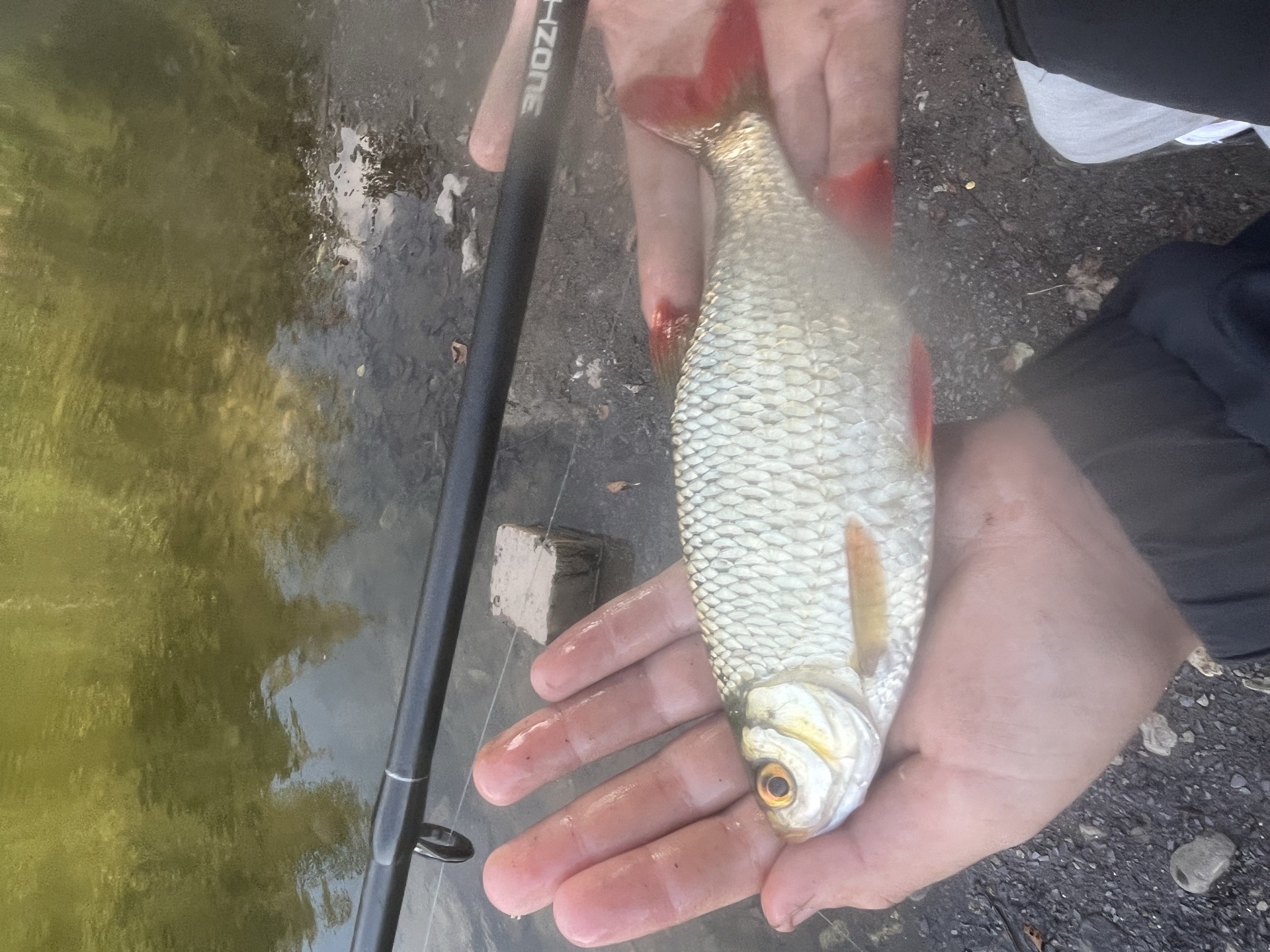 Roach caught by efan27fishing