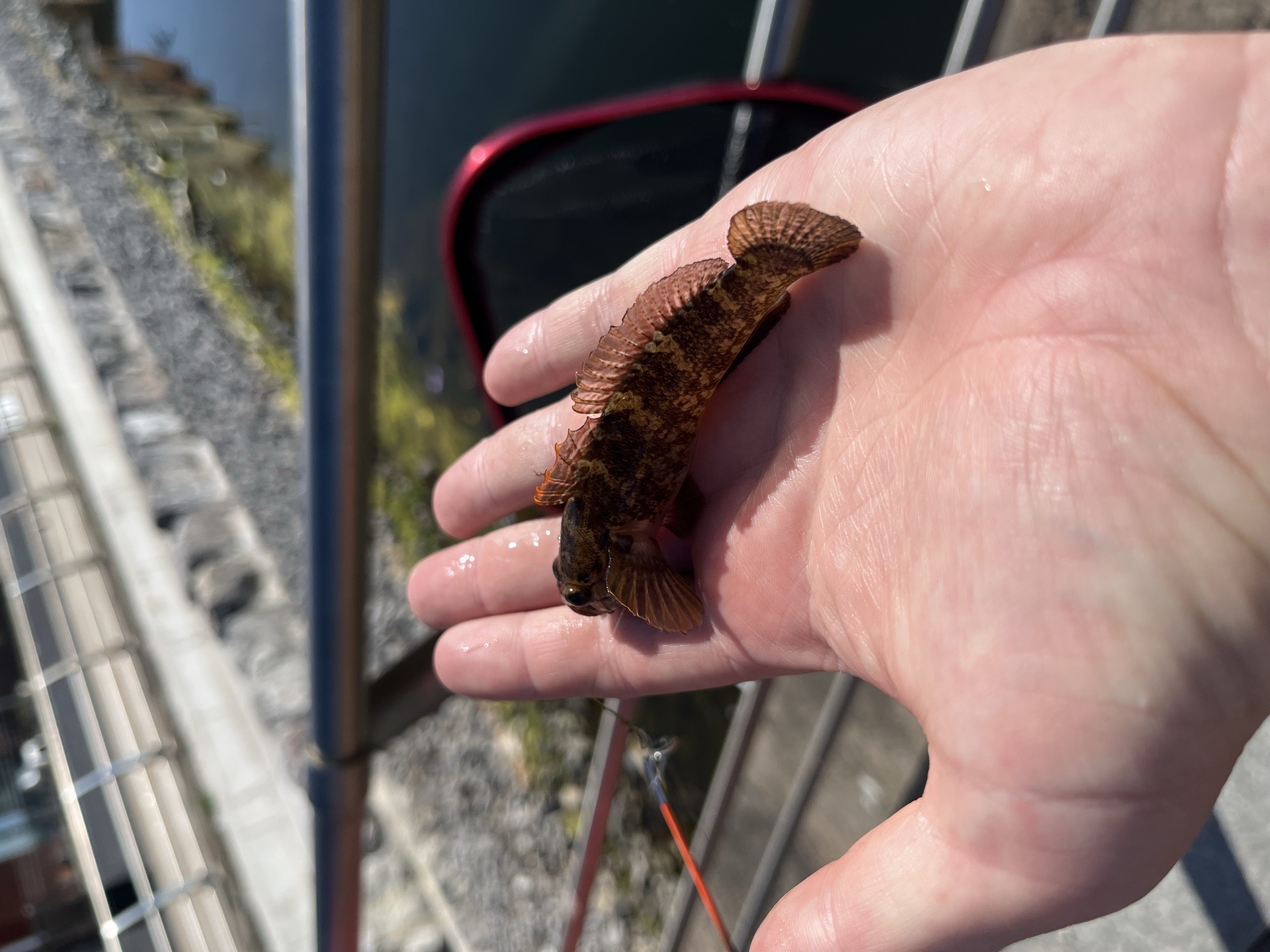 Rock Goby caught by robhol