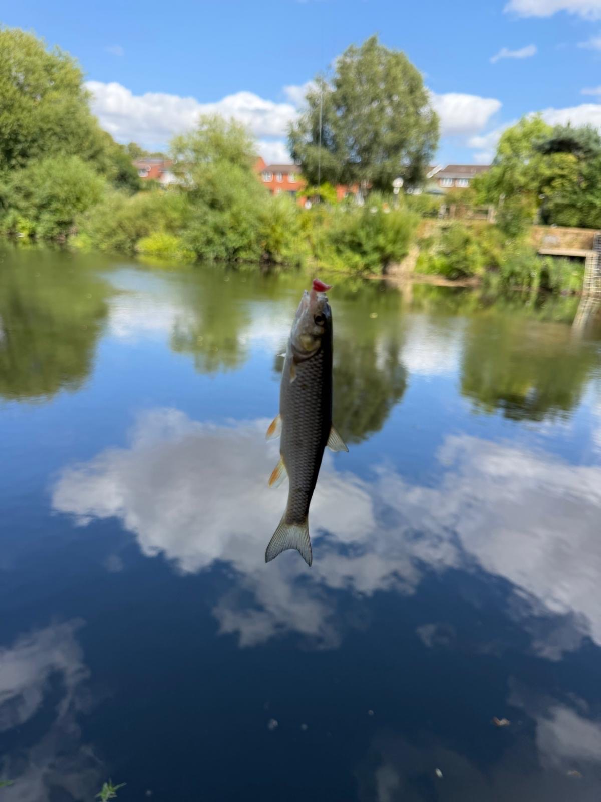 Dace caught by noahfish