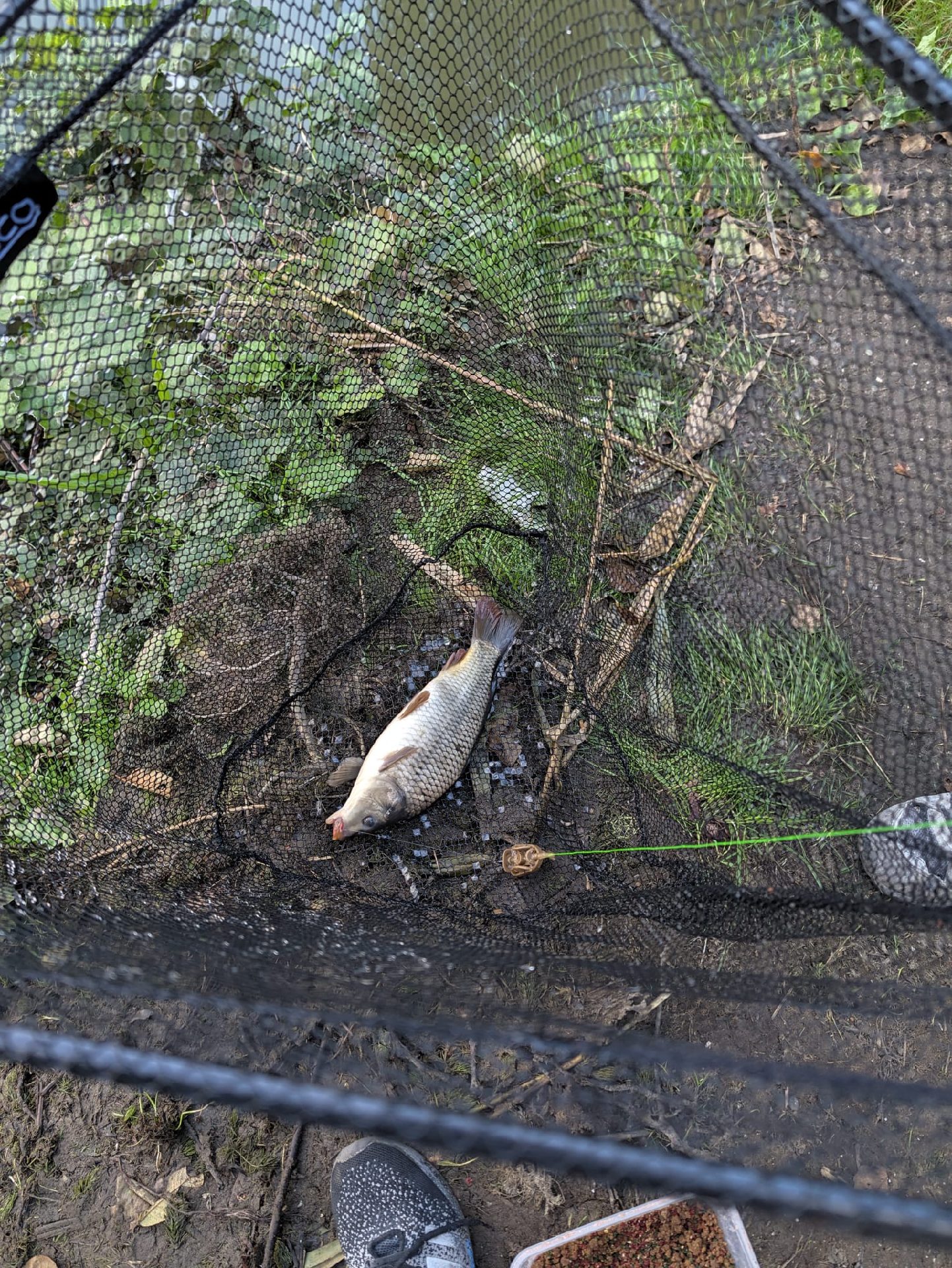 Carp caught by lewis